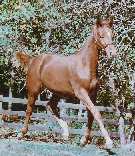 Marrakech's foal at 6 months