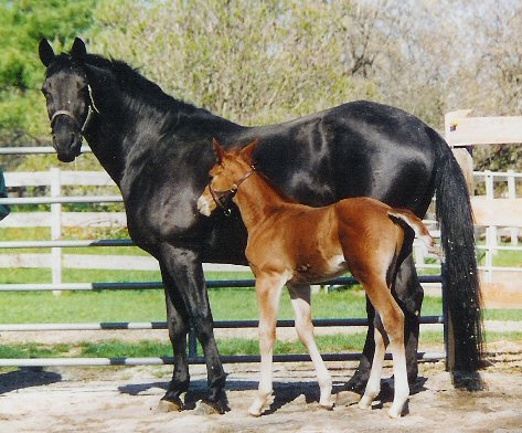 Marrakech and foal