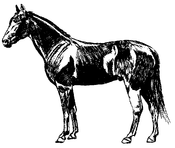 clipart of horse standing - photo #3